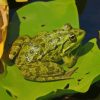 Green Frog On Lily Pad Diamond Painting