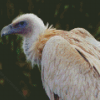 Himalayan Vulture Bird Diamond Paintings