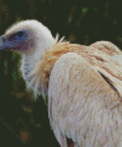 Himalayan Vulture Bird Diamond Paintings