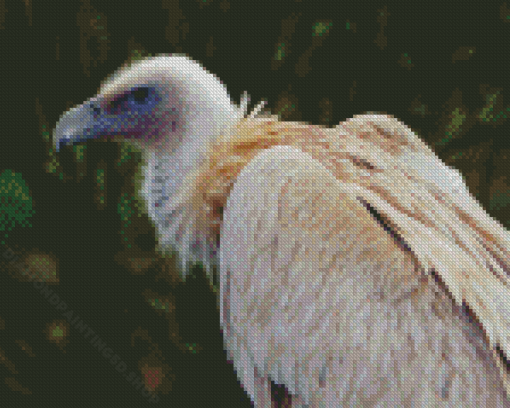 Himalayan Vulture Bird Diamond Paintings