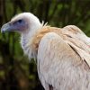 Himalayan Vulture Bird Diamond Painting