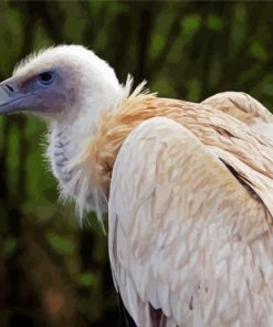 Himalayan Vulture Bird Diamond Painting