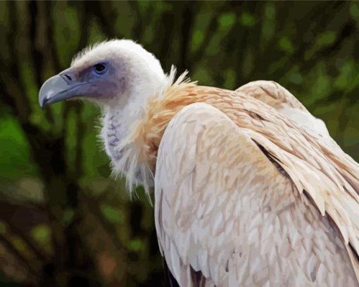 Himalayan Vulture Bird Diamond Painting