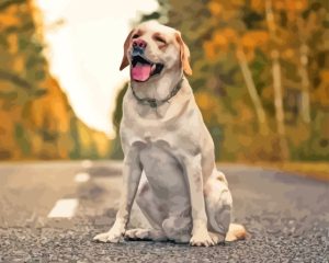 Labrador Cross Collie Diamond Painting