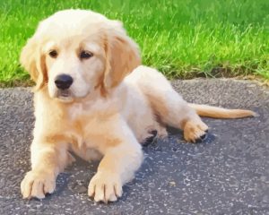 Miniature Golden Retriever Diamond Painting