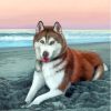 Red Husky On The Beach Diamond Painting