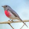 Rose Robin On Branch Diamond Painting