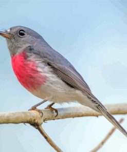 Rose Robin On Branch Diamond Painting