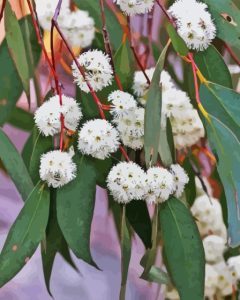 Snow Gum Flowers Plant Diamond Painting