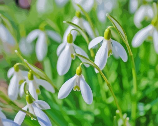 Snowdrops Flowers Diamond Painting