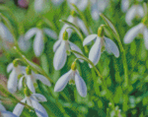 Snowdrops Flowers Diamond Paintings