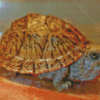 The Common Musk Turtle Diamond Paintings