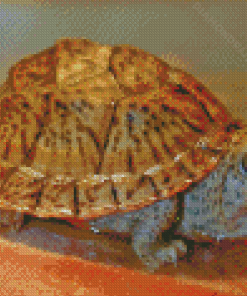 The Common Musk Turtle Diamond Paintings