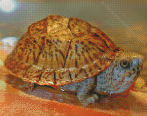 The Common Musk Turtle Diamond Paintings