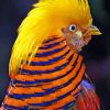 The Golden Pheasant Bird Diamond Painting