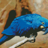 The Lear’s Macaw Diamond Paintings