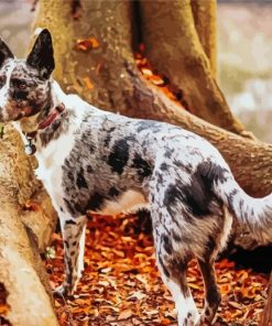 The Texas Heeler Dog Diamond Painting