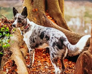 The Texas Heeler Dog Diamond Painting