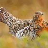 Western Capercaillie Diamond Painting