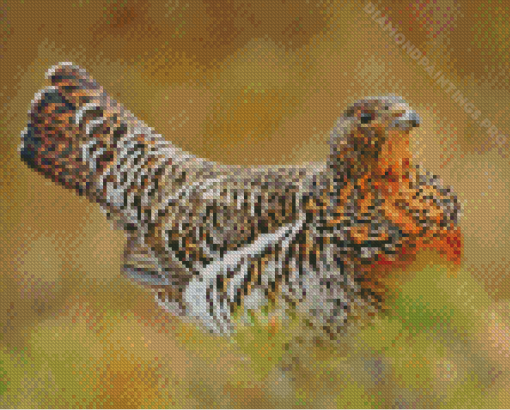 Western Capercaillie Diamond Paintings