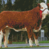 White And Brown Simmental Cattle Diamond Paintings