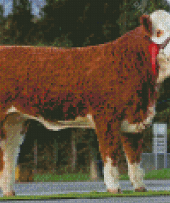 White And Brown Simmental Cattle Diamond Paintings