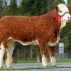 White And Brown Simmental Cattle Diamond Painting