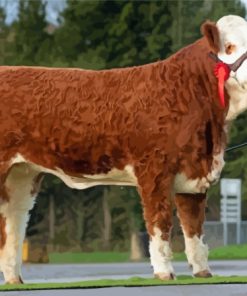 White And Brown Simmental Cattle Diamond Painting