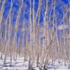 Aspen Trees Winter Snow Diamond Painting