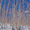 Aspen Trees Winter Snow Diamond Paintings