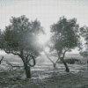 Black And White Olive Tree Diamond Paintings