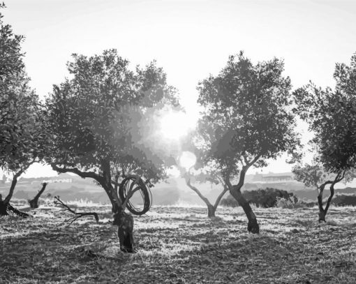 Black And White Olive Tree Diamond Painting