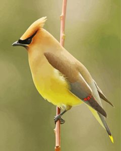 Cedar Waxwing Bird Diamond Painting