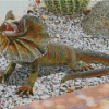 Colorful Frill Necked Lizard Diamond Paintings