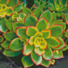 Cool Aeonium Diamond Paintings