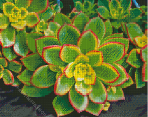 Cool Aeonium Diamond Paintings