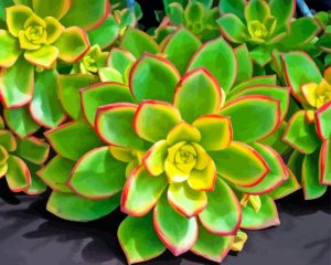 Cool Aeonium Diamond Painting