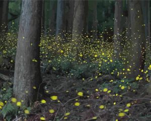 Firefly Landscape Diamond Painting