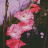 Pink Gladiolus Flowers Diamond Paintings