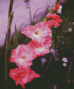 Pink Gladiolus Flowers Diamond Paintings