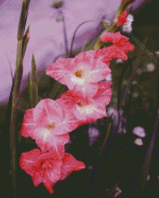 Pink Gladiolus Flowers Diamond Paintings