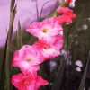 Pink Gladiolus Flowers Diamond Painting