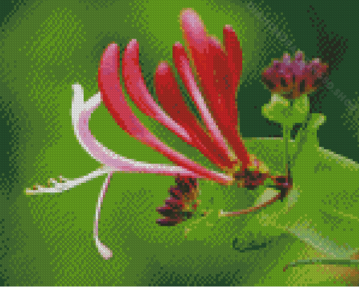 Pink Honeysuckle Diamond Paintings