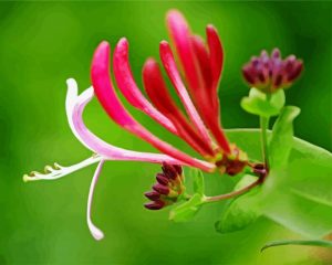 Pink Honeysuckle Diamond Painting