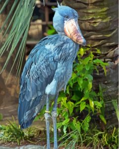 Shoebill Bird Diamond Painting