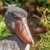 Shoebill Side View Diamond Painting