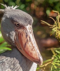 Shoebill Side View Diamond Painting