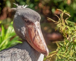 Shoebill Side View Diamond Painting