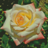 White Princess Diana Roses Diamond Paintings