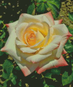 White Princess Diana Roses Diamond Paintings
